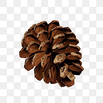 Autumn Transparent Png, Wood Rendering, New Year Collage, Winter Objects, Png Nature, Pine Cone Christmas, Brown Forest, Winter Elements, Branch Tree