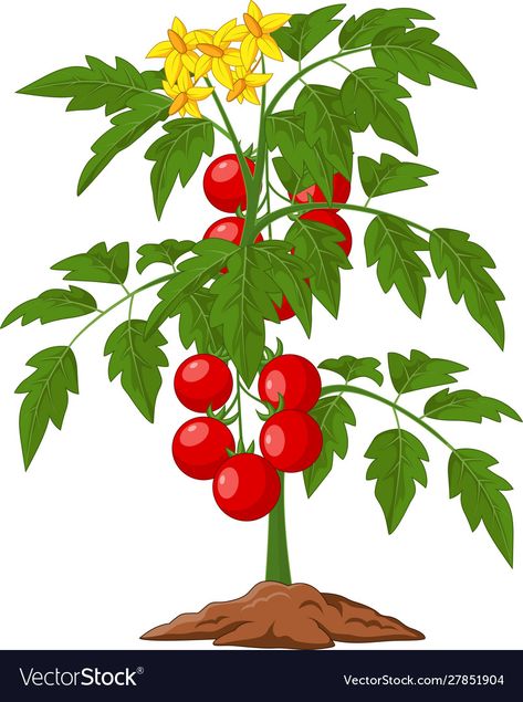 Cartoon Tomato, Tanaman Tomat, Tomato Tree, Farm Cartoon, Plants Worksheets, Plant Cartoon, Moringa Tree, Tomato Farming, Plant Clips