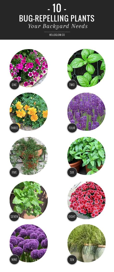 Kebun Herbal, Repel Mosquitos, Plants That Repel Bugs, Lavender Plants, Tanaman Indoor, Mosquito Repelling Plants, Have Inspiration, Garden Pests, Yard Work