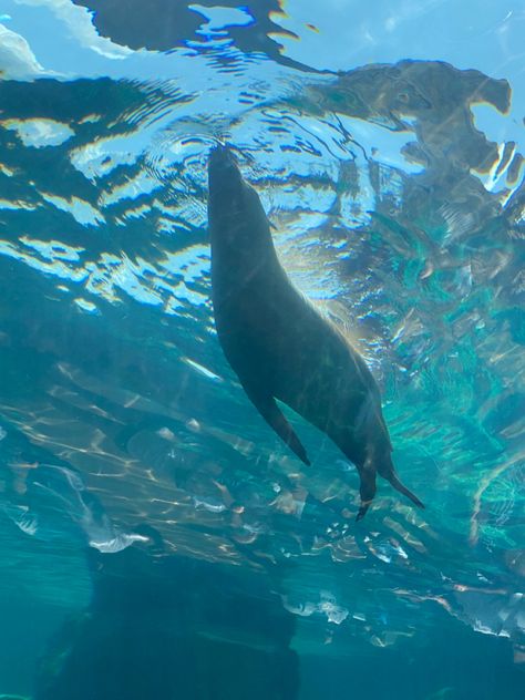 #zoo #aquarium #seals #ocean Zoo Aquarium, Seals