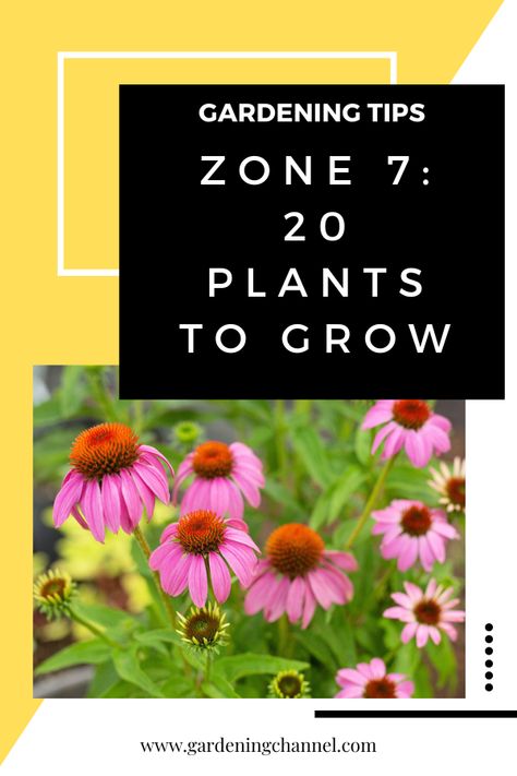 conflowers with text overlay gardening tips zone seven twenty plants to grow Hardiness Zone 7b Plants, Zone 7b Plants, 7a Planting Zone, Zone 7b Perennials, Zone 7 Gardening Flowers, Plants For Zone 7 Landscapes, 7b Gardening Zone, Zone 7b Planting Schedule Flowers, Zone 7 Perennials Garden Ideas