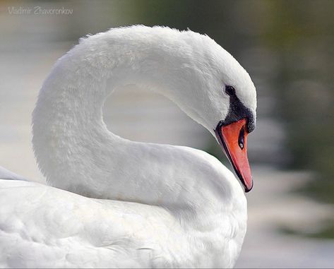 Disney Silhouette Art, Swan Tattoo, Disney Silhouette, Swans Art, Mute Swan, Giving Up On Life, Beautiful Swan, White Swan, Like Animals