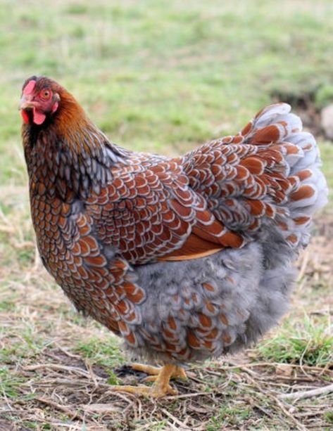 Best of the Beautiful Bird Breeds | BackYard Chickens - Learn How to Raise Chickens Blue Laced Wyandotte, Blue Laced Red Wyandotte, Wyandotte Chicken, Bird Breeds, Fancy Chickens, Beautiful Chickens, Keeping Chickens, Hatching Eggs, Chickens And Roosters