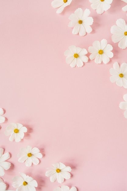 Margaritas, Pink Daisy Wallpaper Aesthetic, Pink Daisy Background, Daisy Flower Background, Daisy Flower Wallpaper, Pink Daisy Wallpaper, Daisy Chamomile, Magazine Background, Pink Flower Background