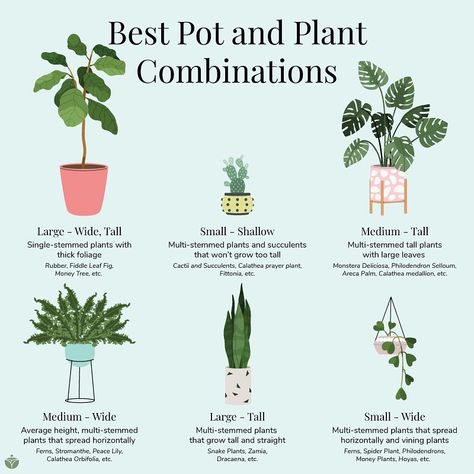 Nature, Tall Planter Ideas Indoor, Marigold Care Tips, Janet Craig Plant Care, Earthy Office, Money Tree Plant Care, Spider Plant Care, Safe House Plants, Clover Plant