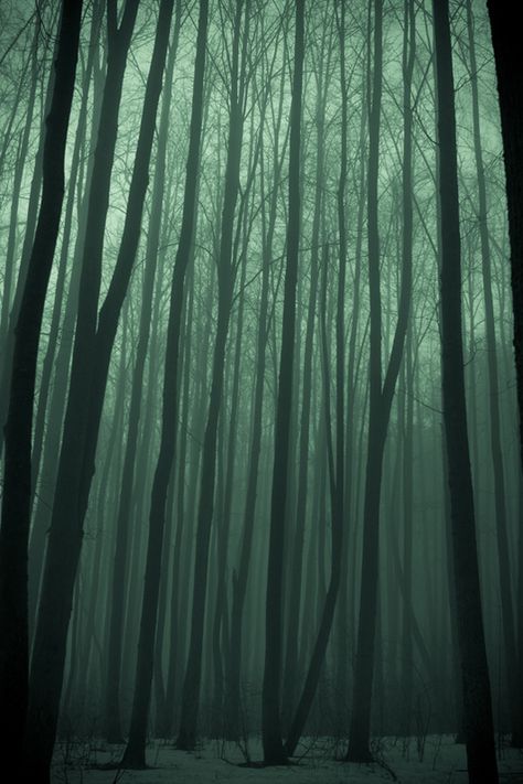 Ghost Forest, Dark Green Aesthetic, Mystical Forest, Slytherin Aesthetic, Tree Forest, Jolie Photo, Dark Forest, Enchanted Forest, Green Aesthetic