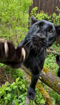 Black Panthers Animal, Pet Panther, Cute Black Panther, Cute Panther, Black Panther Animal, Cute Cat Black, Black Jaguar Animal, Panther Cub, Black Panther Images
