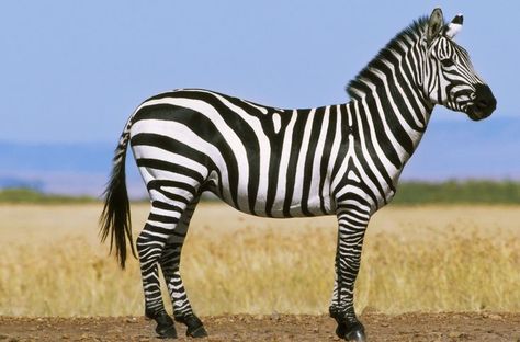 These Eight Traits Separate Mammals From Other Vertebrates: Hair and Fur Rare Animals, African Animals Photography, Zebra Pictures, Different Types Of Animals, Zebra Art, Zebras Animal, Animal Groups, Types Of Animals, Pet Rats