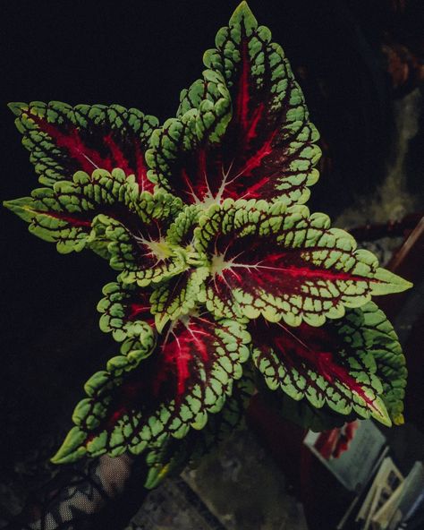 Bonito, Plant Mom Aesthetic, Gothic Flowers, Goth Garden, Gothic Garden, Witch Garden, Leafy Plants, Magic Aesthetic, Gothic Aesthetic