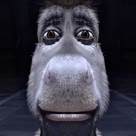 MONTERO on Twitter: "… " Stare Meme, Donkey Shrek, Donkey Funny, Shrek Funny, Shrek Donkey, Disgusted Face, Staring At You, Formda Kal, صور مضحكة