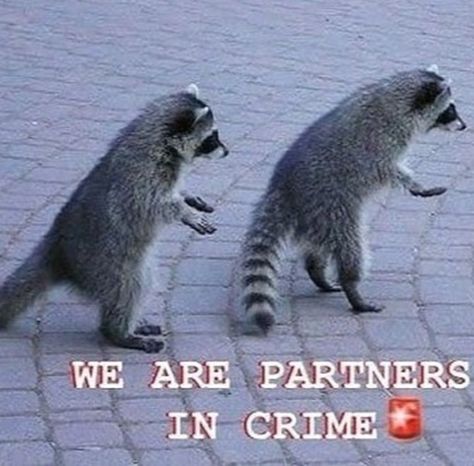 Zhongli And Xiao, Two Raccoons, Tax Evasion, Me And Who, Pet Raccoon, Raccoon Funny, Cute Raccoon, Trash Panda, Silly Animals