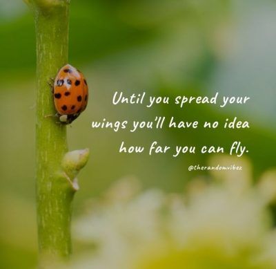 Famous Quotes, Ladybug Quotes, Trending Sayings, Cultural Beliefs, Sayings And Phrases, Sharing Quotes, Say Hi, Say Hello, Childhood Memories