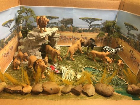 The final results of my son's lion habitat diorama project. Savanna Ecosystem Project, Lion Habitat Diorama, Grassland Habitat Diorama, Lion Diaroma, Lion Habitat Project For Kids, Elephant Habitat Project, Diorama Animal Habitat, Lion Diorama Habitat, Animals Habitat Project