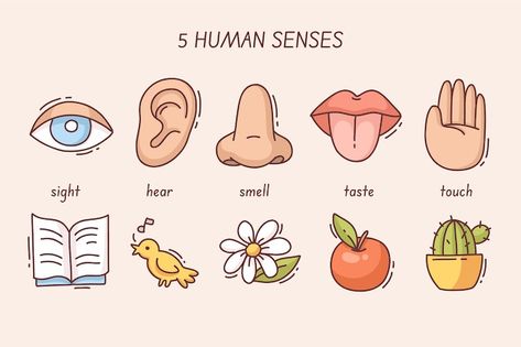 Free vector 5 senses infographic design | Free Vector #Freepik #freevector #five-senses #senses #explanation #infographic-design Five Senses Poster, The 5 Senses, My Five Senses, Sense Of Sight, Science Background, Educational Poster, 5 Senses, Kids English, Five Senses