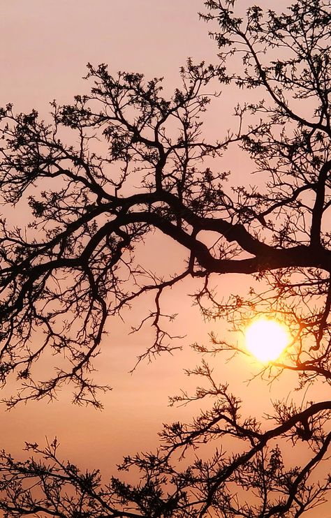 Silhouette of tree branches. On the bottom right is the sun. It appears as a white circle with a yellow glow around it. The sky is a pale orange at the top and fades into a darker orange near the bottom.