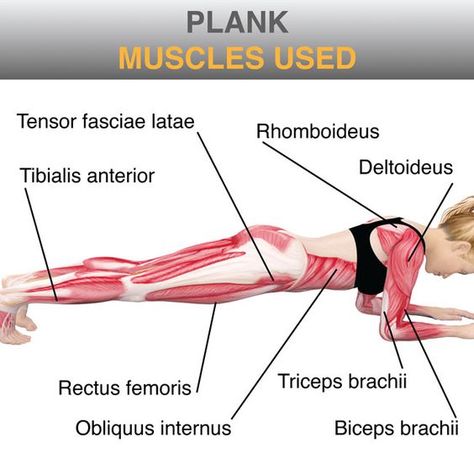 I recently created a plank exercise as many of my friends have asked me about ways to tighten their core. While it doesn’t stop here, planking is one exercise I incorporate with EVERY workout… Plank Muscles Used, Plank Muscles, Bodyweight Workout Routine, Stomach Toning Workouts, Biceps Brachii, Massage Therapy Techniques, Yoga Anatomy, Muscle Anatomy, Plank Workout