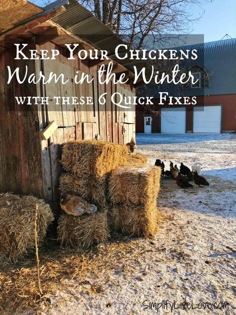 Winter Chicken Coop, Chicken Coop Winter, How To Keep Chickens, Chickens In The Winter, Easy Chicken Coop, Portable Chicken Coop, Backyard Chicken Farming, Best Chicken Coop, Chicken Coop Designs