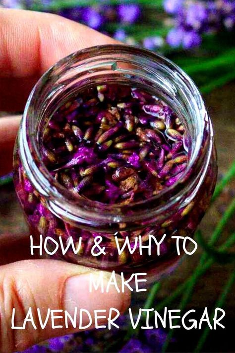 This easy-to-make lavender vinegar is a versatile herbal formula that supports healthy skin, softens your laundry, cleans your kitchen, or makes a great addition to your meals. Discover all of its uses and recipes. Medicinal Herbs Remedies, Herbal Vinegar, Infused Vinegars, Lavender Uses, Herbal Medicine Recipes, Lavender Recipes, Lavender Syrup, Herbal Remedies Recipes, Edible Wild Plants