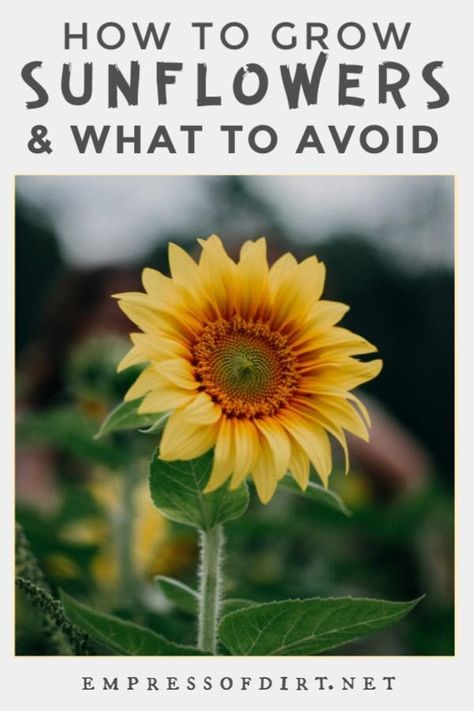 Sunflower Care How To Grow, How To Plant Sunflower Seeds, Sunflower Garden Ideas, Sunflower Planting, Growing Sunflowers From Seed, When To Plant Sunflowers, Planting Companions, Planting Sunflower Seeds, Sunflower Growing