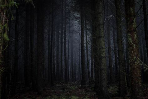 Halloween Desktop Wallpaper, Dark Naturalism, Forbidden Forest, Witch Pictures, Foggy Forest, Night Forest, Forest Pictures, Dark Pictures, Forest Wallpaper