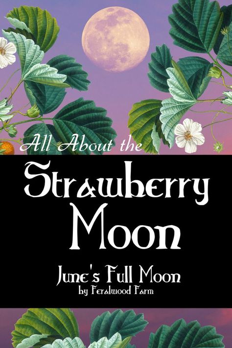 Learn about the Strawberry Moon, June’s Full Moon. Learn about the history, alternative names, correspondences, and how to utilize its energy in your magickal workings. #witchcraft #fullmoon #moonmagic Full Moon June, Full Strawberry Moon, Full Moon Names, Corn Moon, Tarot Reading Spreads, Moon Names, Moon Meaning, Strawberry Moon, Happy June