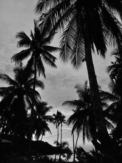 Black And White Vacation Aesthetic, Beach Black Aesthetic, Palm Trees In Black And White, Black Palm Tree Wallpaper, Summer Aesthetic Black And White, Black And White Beach Wallpaper, Summer Black And White Aesthetic, Black And White Plant Aesthetic, Black And White Vibes Aesthetic