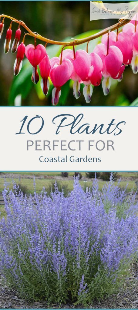 10 Plants Perfect for a Costal Garden | Coastal Garden, Coastal Garden Ideas, Coastal Gardening, Gardening, Garden, Garden Ideas #garden #gardenideas #gardening #gardens #gardeningtips Coastal Garden Ideas, Coastal Landscaping Ideas, Beach House Landscaping, Beach House Garden, Coastal Plants, Coastal Landscaping, Townhouse Garden, Coastal Garden, Seaside Garden