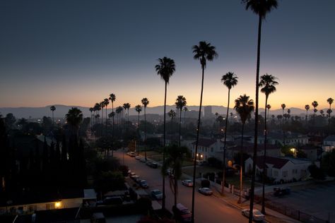 10 Top Los Angeles Hd Wallpaper FULL HD 1080p For PC Desktop Los Angeles Palm Trees, Los Angeles Wallpaper, Summer Vibes Adventure, Chill Wallpaper, Palm Trees Wallpaper, 4 Wallpaper, Most Beautiful Wallpaper, Great Backgrounds, Tree Wallpaper