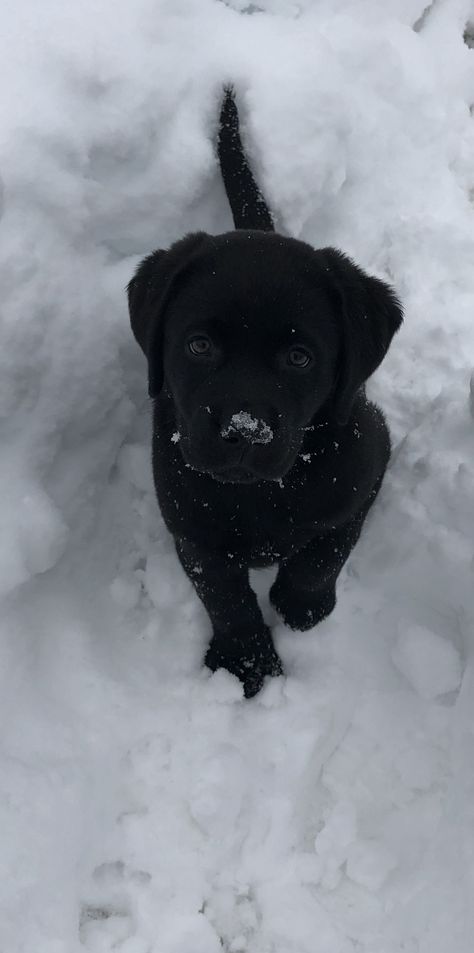 Pie, Dogs Black Aesthetic, Black Labrador With White Chest, Black And White Labrador, Black Puppies Aesthetic, Black Retriever Aesthetic, Puppy In The Snow, Labrador Black Puppy, Puppy Black Labrador