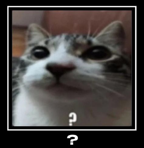 Humour, Evil Cat, Cat Emoji, Animatronic Fnaf, Silly Cats Pictures, Meme Gato, Cat Icon, Silly Animals, Cat Boarding