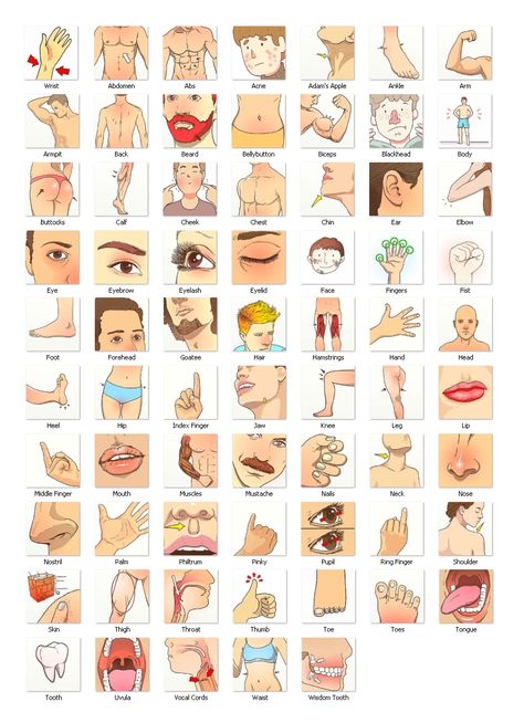 Human Body Vocabulary, Basic English Grammar Book, Body Name, Tatabahasa Inggeris, Study English Language, English Grammar Book, English Activities For Kids, English Language Learning Grammar, Learning English For Kids