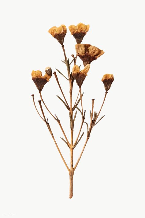 Dried wax flower design element | free image by rawpixel.com / Teddy Rawpixel Dry Flowers Aesthetic, Dried Flowers Stickers, Dried Flowers Png, Yoga Art Painting, Wax Flower, Wax Flowers, Dry Flower, Dry Plants, Dry Flowers