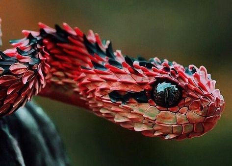 22 Pics of the Coolest Poisonous Snake in the World - the African Bush Viper - Wow Gallery African Bush Viper, Regard Animal, Bizarre Animals, Poisonous Snakes, Cool Snakes, Pretty Snakes, Snake Venom, Cute Snake, Cute Reptiles