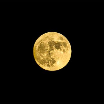 Yellow Moon Aesthetic, Black Yellow Aesthetic, Yellow Black Aesthetic, Yellow And Black Aesthetic, Art Flowers Wallpaper, Black And Yellow Aesthetic, Black And Yellow Art, Tattoo Design Flower, Flowers Tattoo Design