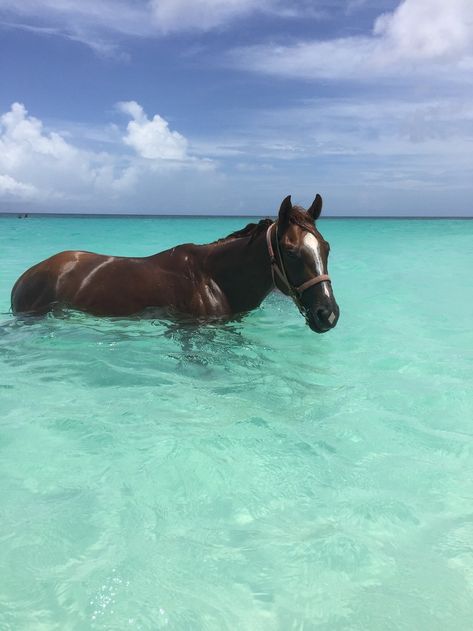 Island Horse, Carlisle Bay Barbados, Barbados Aesthetic, Horse On Beach, Barbados Beach, Turks And Caicos Vacation, Caribbean Holiday, Barbados Vacation, Barbados Beaches