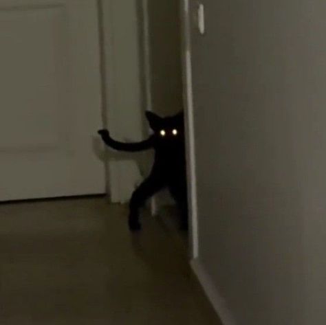 (#InnerAlleyCatOut #StreetCatComedyGold) Black Cat With Knife, Scary Cat Pictures, Smile Dog Creepy Pasta Real, Smile Dog Creepy Pasta, Scary Cats, Cat Horror, Black Cat Funny, Cat Memes Funny, Funny Looking Cats