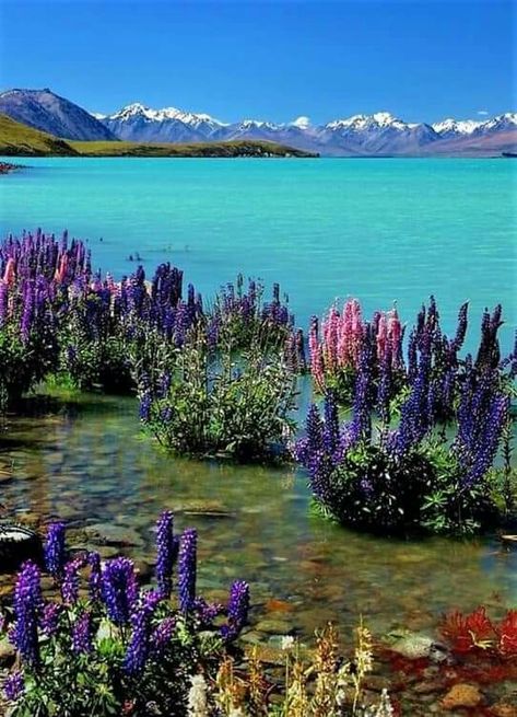 Beautiful New Zealand! Amazing Nature, Royal Caribbean, Tropical Flowers, Lake Tekapo, Best Snorkeling, Belle Nature, South Island, Beautiful World, Beautiful Landscapes