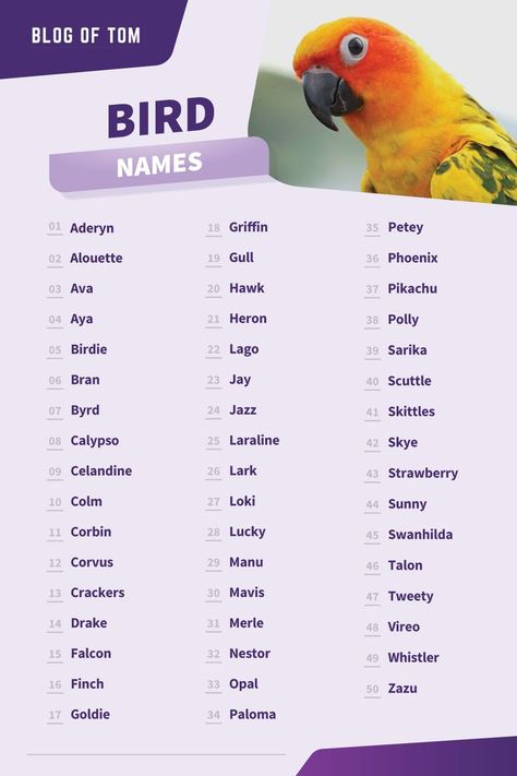 A list of 123 awesome pet bird names. Budgie Names, Birds Name List, Parakeet Names, Types Of Pet Birds, Bird Names, Cute Animal Names, Names Of Birds, Conure Bird, Cute Pet Names