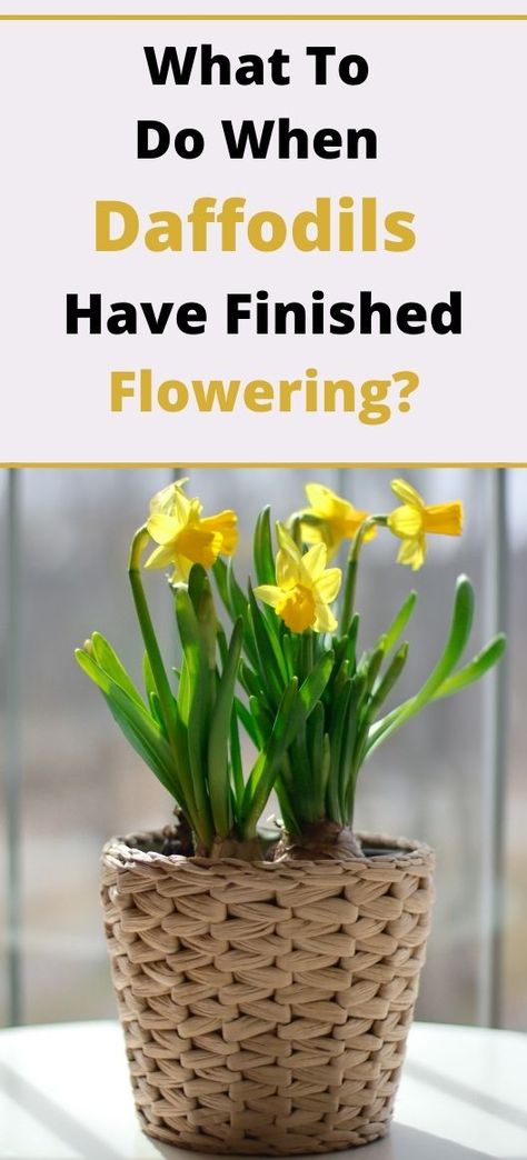 The When To Plant Daffodil Bulbs, Planting Daffodil Bulbs, Daffodils Planting, Black Plants, Garden Line, Daffodil Bulbs, Picking Flowers, Flower Meanings, Daffodil Flower