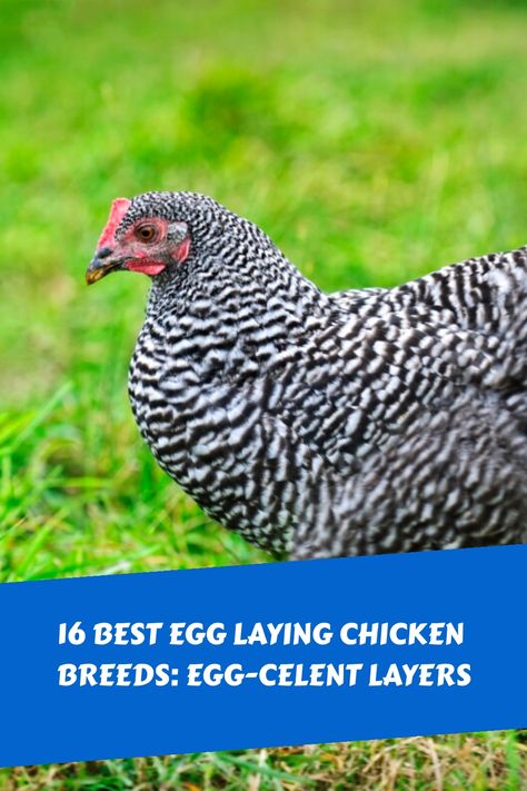 Explore the top 16 chicken breeds known for their excellent egg-laying capabilities when considering backyard chickens to ensure a daily supply of fresh eggs. Whether you prefer Leghorns, Brahmas, or other popular breeds, find the perfect fit for your flock and enjoy farm-fresh eggs right at home. Largest Chicken Breed, Brahma Chicken, Laying Chickens Breeds, Duck Breeds, Best Egg Laying Chickens, Easter Eggers, Egg Laying Chickens, Rhode Island Red, Egg Production