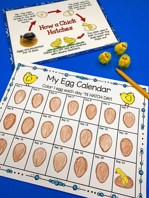 Chicken Life Cycle, Math Literacy Activities, Hatching Chickens, Literacy Activities Kindergarten, Science Literacy, Farm School, Classroom Anchor Charts, Hatching Chicks, Chicken Life