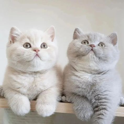 British Shorthair Kittens, Koci Humor, Dream's Cat, British Shorthair Cats, Cute Little Kittens, Gorgeous Cats, Cute Animals Images, British Shorthair, Anime Cat