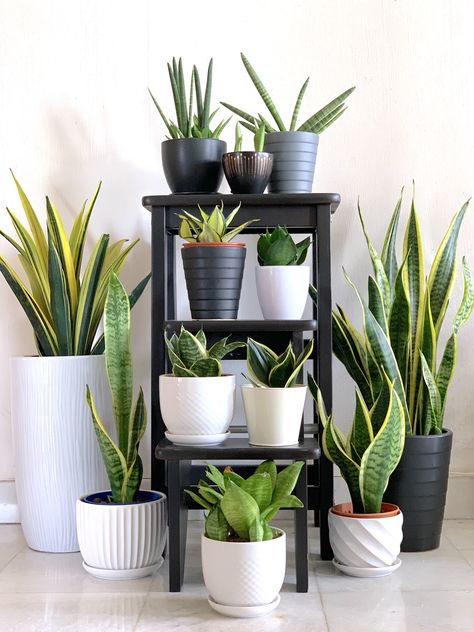 Tanaman Sukulen, Tanaman Indoor, Tanaman Pot, Support Pour Plante, Sansevieria Plant, نباتات منزلية, Apartment Plants, Inside Plants, Decoration Plante