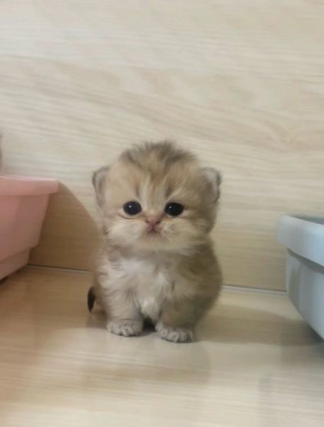 Cute Cats Fluffy, Random Cat Pics, Main Coone Cat, Funny Kitten Pictures, Cute Kitten Wallpaper, Cute Cat Accessories, Baby Cats Cute, Chat Cute, Cute Kitten Pics