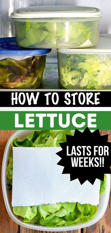 What To Do With Extra Lettuce, Lettuce Ideas, Lettuce Storage, Lettuce Varieties, Storing Lettuce, Store Veggies, Veggie Storage, Lettuce Recipes, Lettuce Salad Recipes