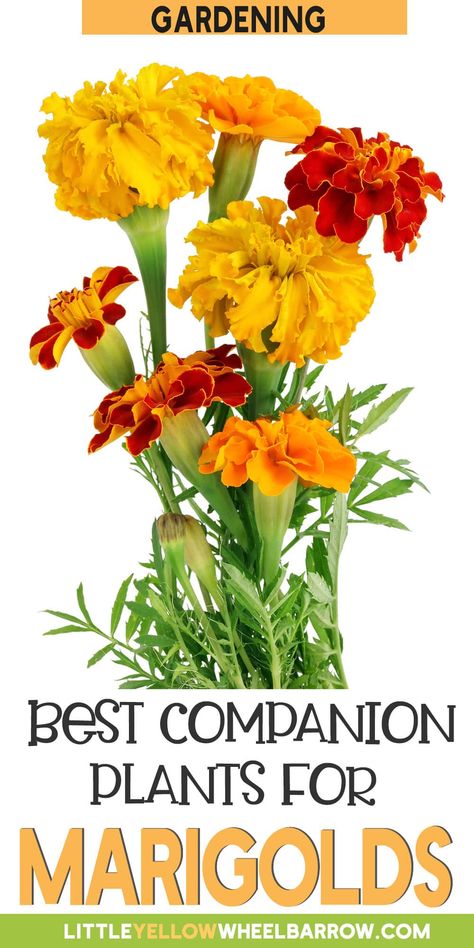 The Best Marigold Companion Plants For Your Garden Marigolds In Garden, Planting Marigolds, Companion Gardening, Garden Companion Planting, Plant Benefits, Plant Pests, Companion Plants, Attract Pollinators, Marigold Flower