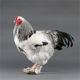 Light Brahma Chicken, Light Brahma, Huge Chicken, Brahma Chicken, Pet Chicken, Day Old Chicks, Livestock Farming, Black Splash, Agriculture Farming