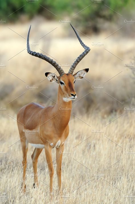 Impala Photos Impala in the National Reserve of Africa, Kenya by byrdyak Nature Africa, African Antelope, Africa Kenya, Africa Wildlife, Wildlife Safari, Bow Hunting, Wildlife Animals, African Safari, Watch Live