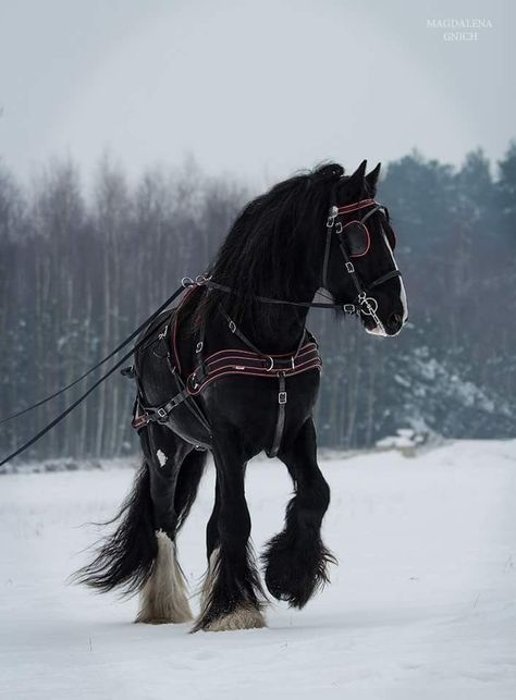 Clydesdale Horses, Clydesdale Horse, Cai Sălbatici, Anime Karakterek, Shire Horse, Rasy Koni, Big Horses, Black Stallion, Horse Aesthetic