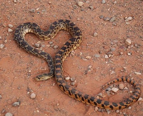 Poor heart shaped snake by FlgCEH, via Flickr Nature, Heart In Nature, A Snake, Love Symbols, May 7, Love Is All, A Heart, Love Heart, Heart Shapes